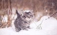 зима, кот, мордочка, усы, кошка, взгляд, котенок, artem karpukhin