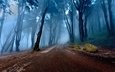 дорога, деревья, природа, камни, лес, пейзаж, утро, туман, португалия