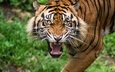 тигр, морда, усы, взгляд, клыки, хищник, зубы, дикая кошка