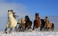 небо, снег, природа, животные, лошади, кони, грива, бег