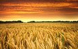 небо, облака, солнце, закат, поле, горизонт, пшеница, урожай