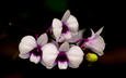 цветы, капли, лепестки, черный фон, орхидеи, орхидею, pisoot wangsutthapiti