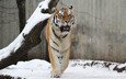тигр, морда, снег, взгляд, хищник, дикая кошка