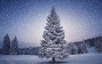 деревья, снег, природа, лес, зима, ель, снегопад