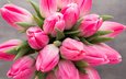 цветы, бутоны, весна, букет, тюльпаны, розовые