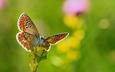 цветы, насекомое, бабочка, крылья, размытость, necdet yasar