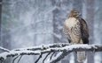 снег, лес, зима, ветки, птица, клюв, перья, ястреб
