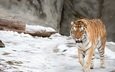 тигр, морда, снег, взгляд, хищник, дикая кошка, амурский