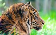 тигр, морда, взгляд, хищник, профиль, дикая кошка, суматранский