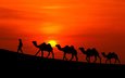 солнце, закат, пустыня, человек, караван, верблюды