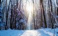 дорога, деревья, снег, лес, зима, солнечный свет