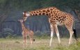 африка, мама, малыш, жирафы
