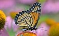 цветы, насекомое, бабочка, крылья, монарх
