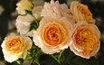цветы, бутоны, розы, лепестки, жёлтые розы