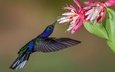 цветок, крылья, птица, клюв, колибри, пурпурный саблекрыл