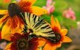 цветы, макро, насекомое, бабочка, крылья, рудбекия