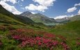 цветы, облака, озеро, горы, франция, альпы, солнечно, рододендроны, savoie