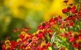 цветы, природа, растения, лето, гелениум, красные цветы