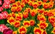 цветы, бутоны, лепестки, весна, тюльпаны