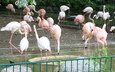 фламинго, птицы, клюв, перья, зоопарк