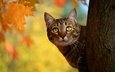 листья, кот, мордочка, усы, кошка, взгляд, осень, ствол