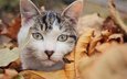 листья, кот, мордочка, усы, кошка, взгляд, осень
