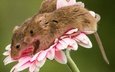макро, цветок, парочка, мыши, гербера, мышки, harvest mouse, мышь-малютка
