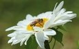 макро, насекомое, цветок, лепестки, ромашка, пчела, оса