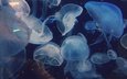 макро, медузы, подводный мир