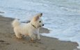 море, песок, пляж, мордочка, взгляд, собака, щенок, собачка, вест-хайленд-уайт-терьер