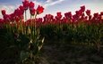 небо, цветы, бутоны, поле, лепестки, красные, весна, тюльпаны, стебли
