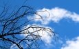 небо, облака, дерево, ветки, сухостой