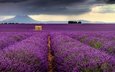цветы, поле, лаванда, дом, франция, provence-alpes-côte d'azur, валансоль