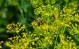 природа, макро, насекомое, лето, пчела, укроп