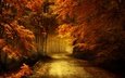 дорога, деревья, природа, листья, пейзаж, ветки, осень