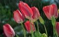 цветы, солнце, бутоны, капли, весна, дождь, тюльпаны, стебли