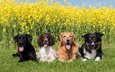 трава, солнце, зелень, лежат, лабрадор, собаки, ретривер, спаниель, бордер-колли, рапс, желтые цветы