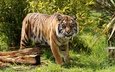 тигр, морда, трава, ветки, взгляд, хищник, тигренок, дикая кошка, амурский