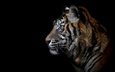 тигр, морда, взгляд, хищник, профиль, черный фон, зверь, дикая кошка