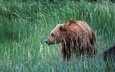 трава, природа, медведь, сша, аляска, бурый медведь