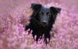 цветы, мордочка, взгляд, собака, linda kohler