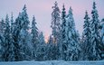 деревья, снег, природа, лес, зима, ели