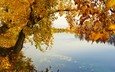 река, природа, дерево, листья, пейзаж, ветки, осень