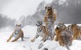 снег, зима, хищники, большие кошки, тигры