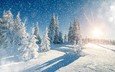 небо, деревья, снег, природа, зима, пейзаж, снегопад