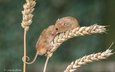 природа, колосья, пшеница, мыши, мышки, мышь-малютка, lynn griffiths