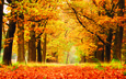 деревья, природа, листья, парк, осень, аллея