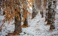 деревья, снег, природа, лес, листья, зима, стволы, березы