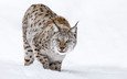 снег, зима, рысь, мордочка, взгляд, хищник, большая кошка, andy astbury