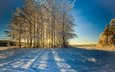 небо, деревья, снег, природа, лес, зима, утро